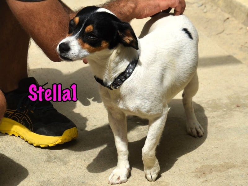 Stella1 geb. 01/2024 (ESP) - sehr liebe und verschmuste, süße Bodeguera!