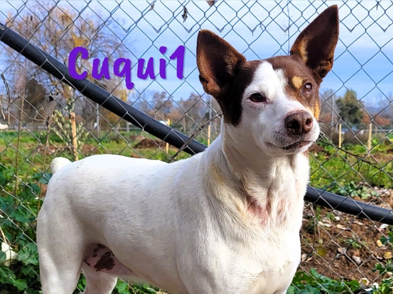 Cuqui1 06/2019 (ESP) - entspannte und liebe kleine Ratonero Bodeguero Andaluz Hündin!