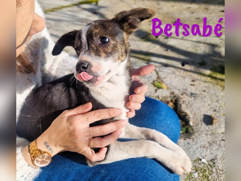 Betsabé 10/2024 (ESP Pflegestelle) - verschmuste, zuckersüße Bodeguero-Mix Welpin!