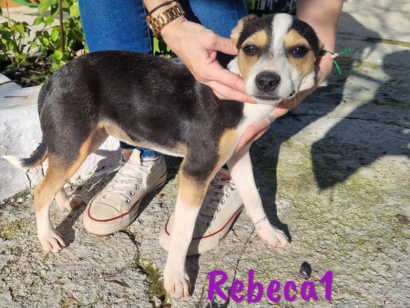 Rebeca1 10/2024 (ESP Pflegestelle) - bezaubernde, wunderschöne kleine Bodeguero-Mix Welpin!