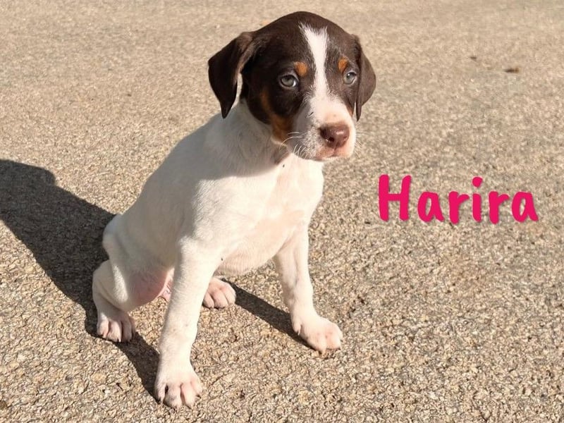 Harira 12/2024 (ESP) - neugierige, süße Bodeguero-Pinscher-Mix Welpin!
