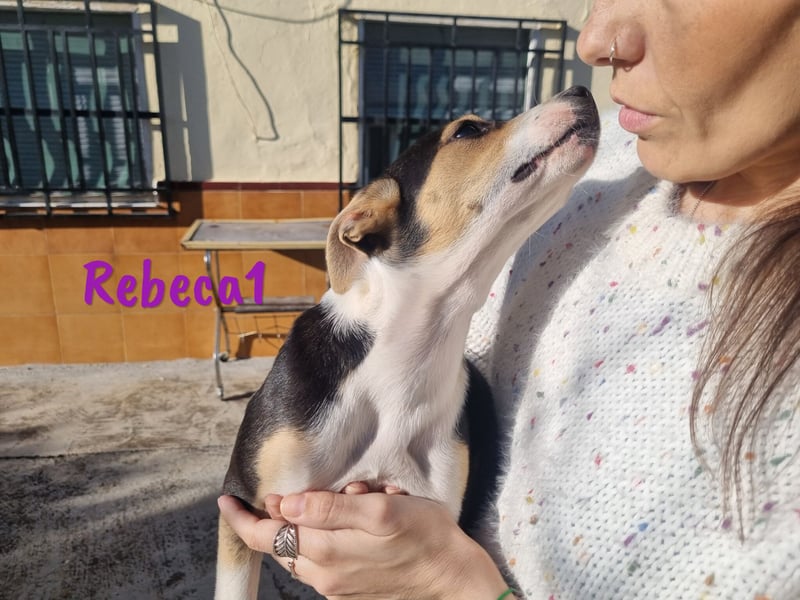 Rebeca1 10/2024 (ESP Pflegestelle) - bezaubernde, wunderschöne kleine Bodeguero-Mix Welpin!