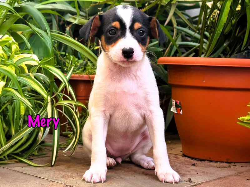 Mery 02/2025 (ESP) - neugierige, kleine Podenco-Bodeguero Mix Welpin!