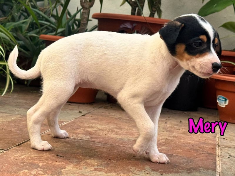Mery 02/2025 (ESP) - neugierige, kleine Podenco-Bodeguero Mix Welpin!