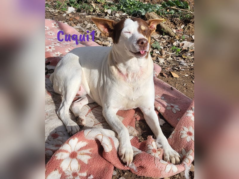 Cuqui1 06/2019 (ESP) - entspannte und liebe kleine Ratonero Bodeguero Andaluz Hündin!