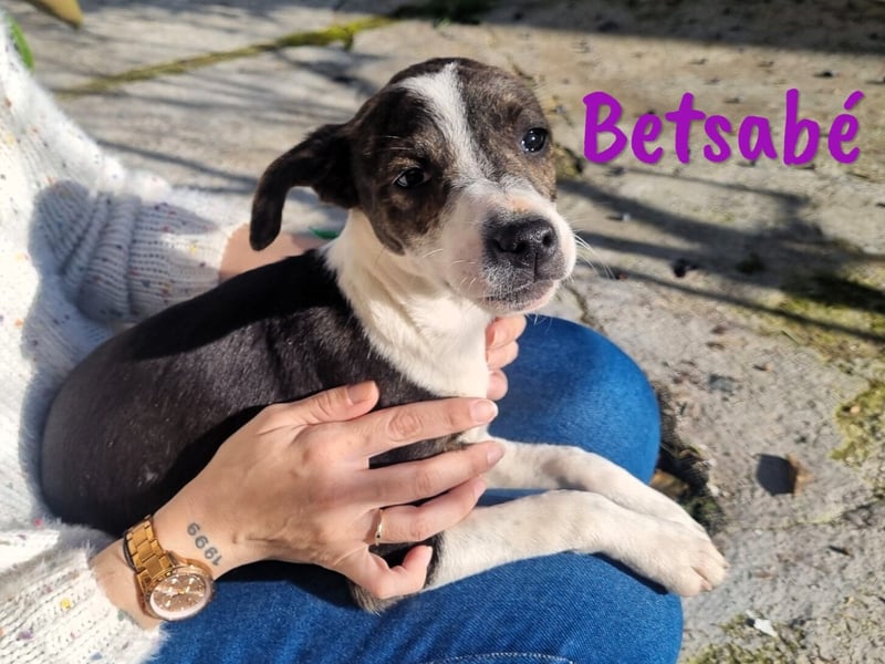 Betsabé 10/2024 (ESP Pflegestelle) - verschmuste, zuckersüße Bodeguero-Mix Welpin!