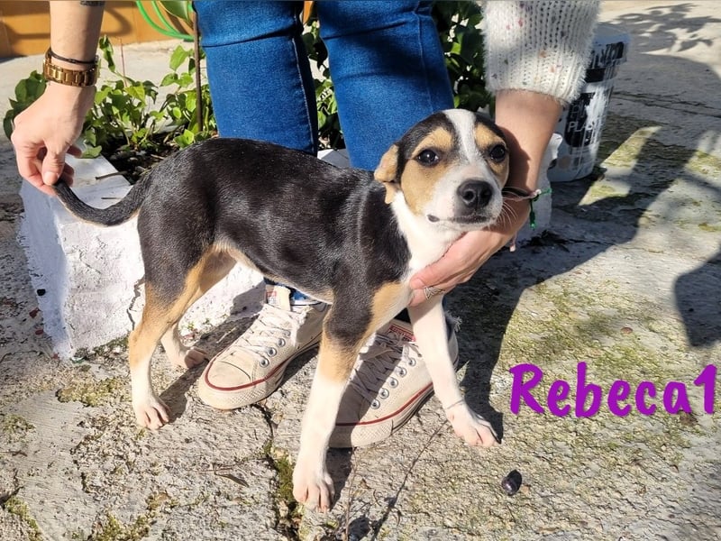 Rebeca1 10/2024 (ESP Pflegestelle) - bezaubernde, wunderschöne kleine Bodeguero-Mix Welpin!