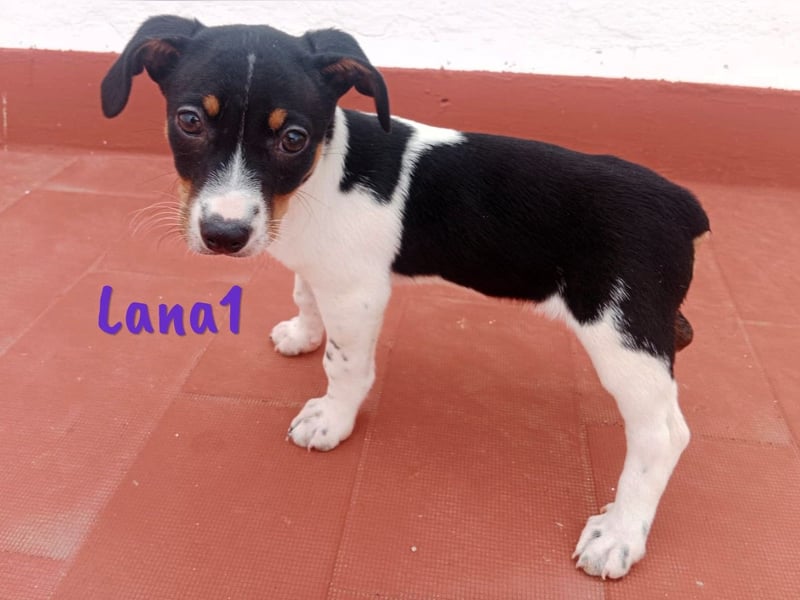 Lana1 geb. 03/2025 (ESP) - verspielte, kleine Bodeguero-Mix Welpin!