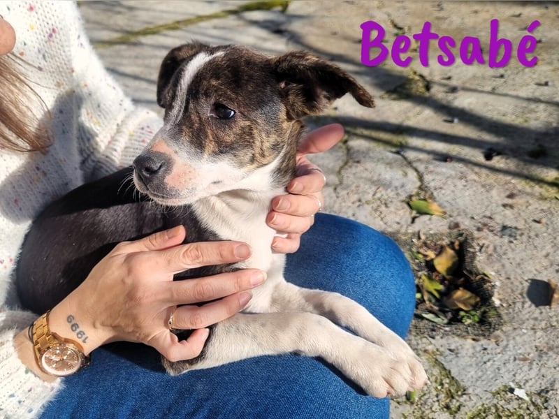 Betsabé 10/2024 (ESP Pflegestelle) - verschmuste, zuckersüße Bodeguero-Mix Welpin!