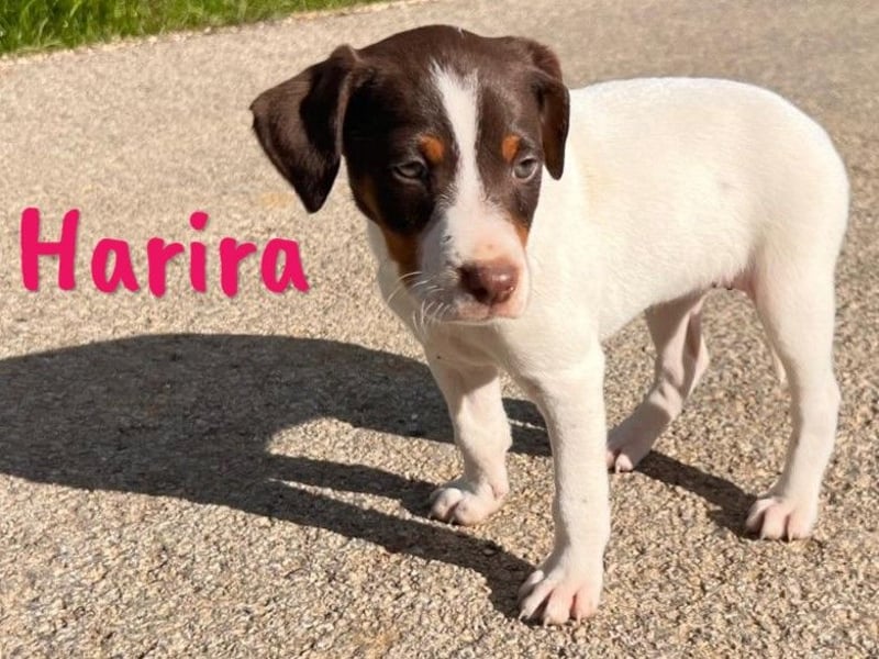 Harira 12/2024 (ESP) - neugierige, süße Bodeguero-Pinscher-Mix Welpin!