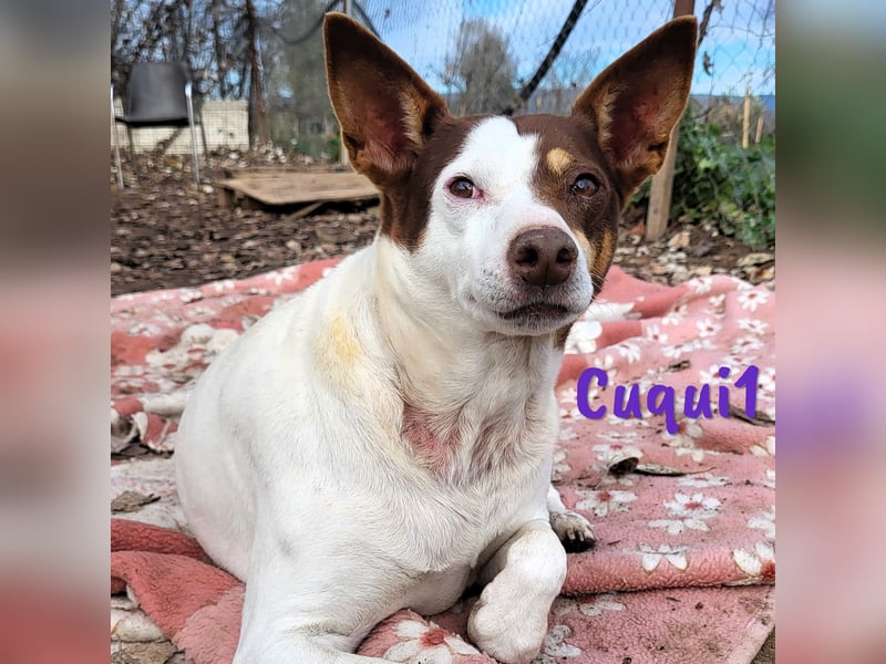 Cuqui1 06/2019 (ESP) - entspannte und liebe kleine Ratonero Bodeguero Andaluz Hündin!