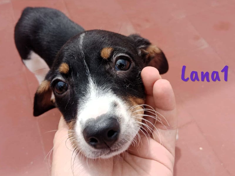 Lana1 geb. 03/2025 (ESP) - verspielte, kleine Bodeguero-Mix Welpin!
