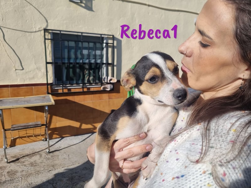 Rebeca1 10/2024 (ESP Pflegestelle) - bezaubernde, wunderschöne kleine Bodeguero-Mix Welpin!