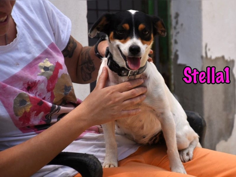 Stella1 geb. 01/2024 (ESP) - sehr liebe und verschmuste, süße Bodeguera!