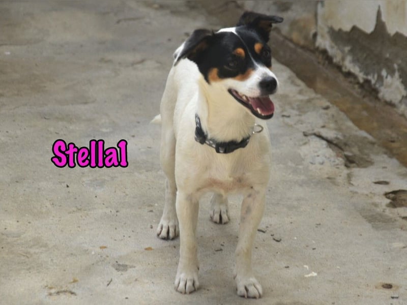 Stella1 geb. 01/2024 (ESP) - sehr liebe und verschmuste, süße Bodeguera!