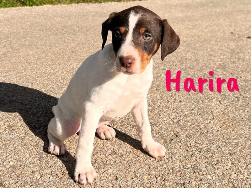 Harira 12/2024 (ESP) - neugierige, süße Bodeguero-Pinscher-Mix Welpin!