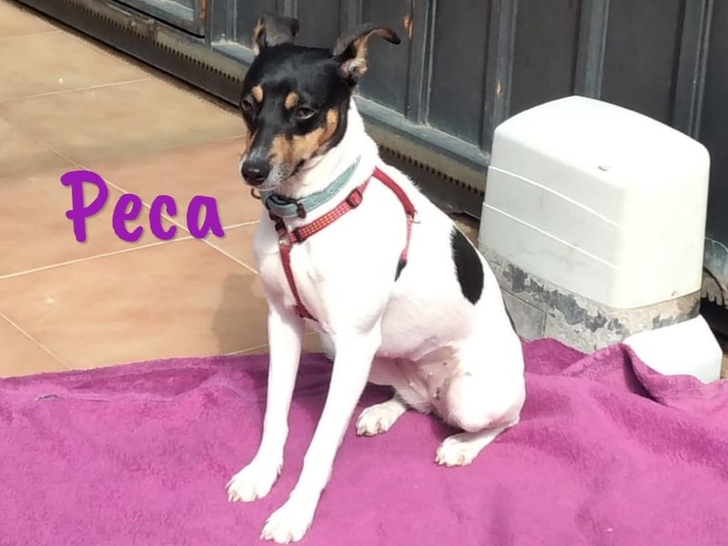 Peca 09/2023 (ESP Pflegestelle) - sanfte und zärtliche, kleine Ratonero Bodeguero Andaluz Hündin!