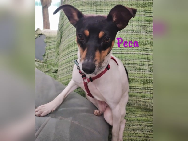 Peca 09/2023 (ESP Pflegestelle) - sanfte und zärtliche, kleine Ratonero Bodeguero Andaluz Hündin!