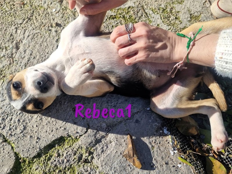 Rebeca1 10/2024 (ESP Pflegestelle) - bezaubernde, wunderschöne kleine Bodeguero-Mix Welpin!
