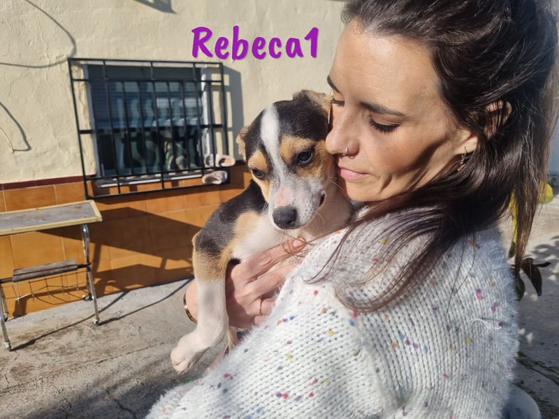 Rebeca1 10/2024 (ESP Pflegestelle) - bezaubernde, wunderschöne kleine Bodeguero-Mix Welpin!