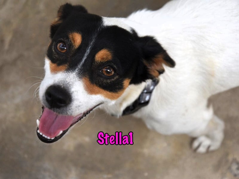 Stella1 geb. 01/2024 (ESP) - sehr liebe und verschmuste, süße Bodeguera!