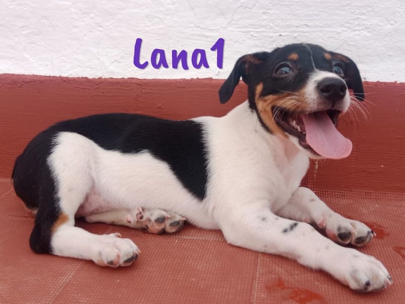 Lana1 geb. 03/2025 (ESP) - verspielte, kleine Bodeguero-Mix Welpin!