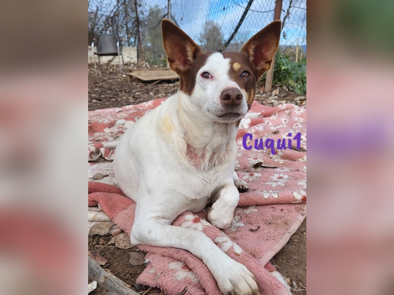 Cuqui1 geb. 06/2019 (ESP) - entspannte und liebe kleine Ratonero Bodeguero Andaluz Hündin!