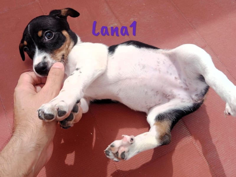 Lana1 geb. 03/2025 (ESP) - verspielte, kleine Bodeguero-Mix Welpin!