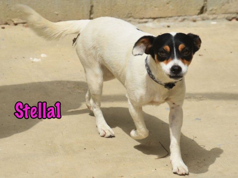 Stella1 geb. 01/2024 (ESP) - sehr liebe und verschmuste, süße Bodeguera!