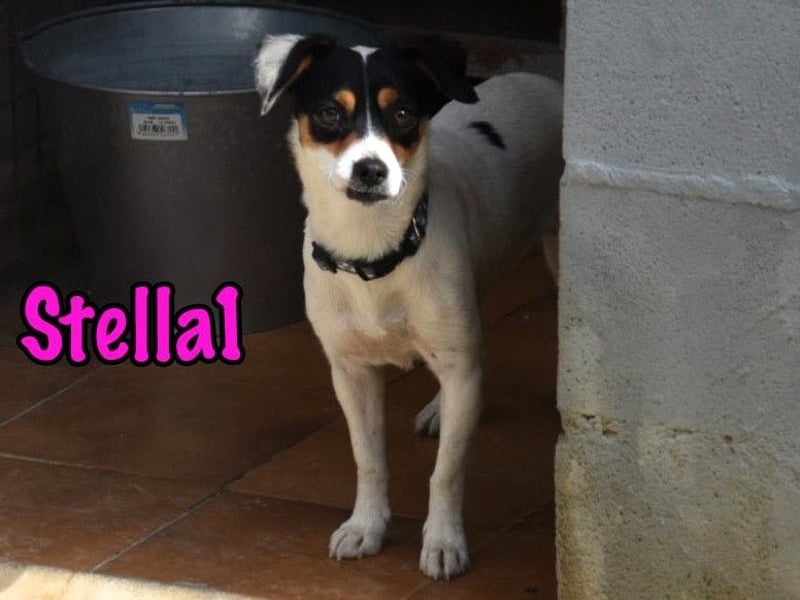 Stella1 geb. 01/2024 (ESP) - sehr liebe und verschmuste, süße Bodeguera!