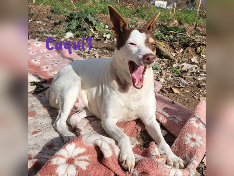 Cuqui1 06/2019 (ESP) - entspannte und liebe kleine Ratonero Bodeguero Andaluz Hündin!
