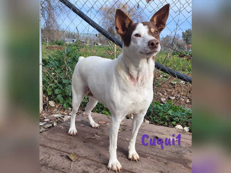 Cuqui1 06/2019 (ESP) - entspannte und liebe kleine Ratonero Bodeguero Andaluz Hündin!
