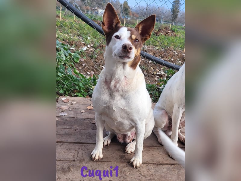 Cuqui1 06/2019 (ESP) - entspannte und liebe kleine Ratonero Bodeguero Andaluz Hündin!
