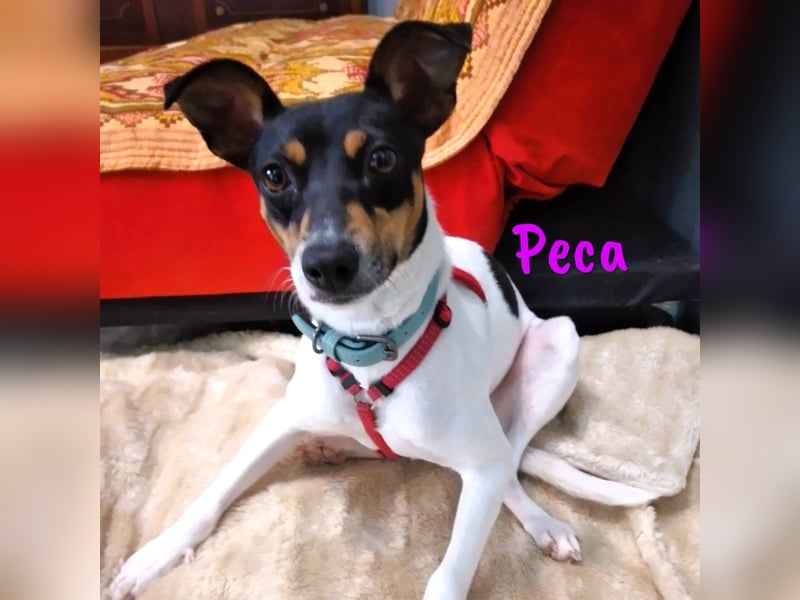Peca 09/2023 (ESP Pflegestelle) - sanfte und zärtliche, kleine Ratonero Bodeguero Andaluz Hündin!