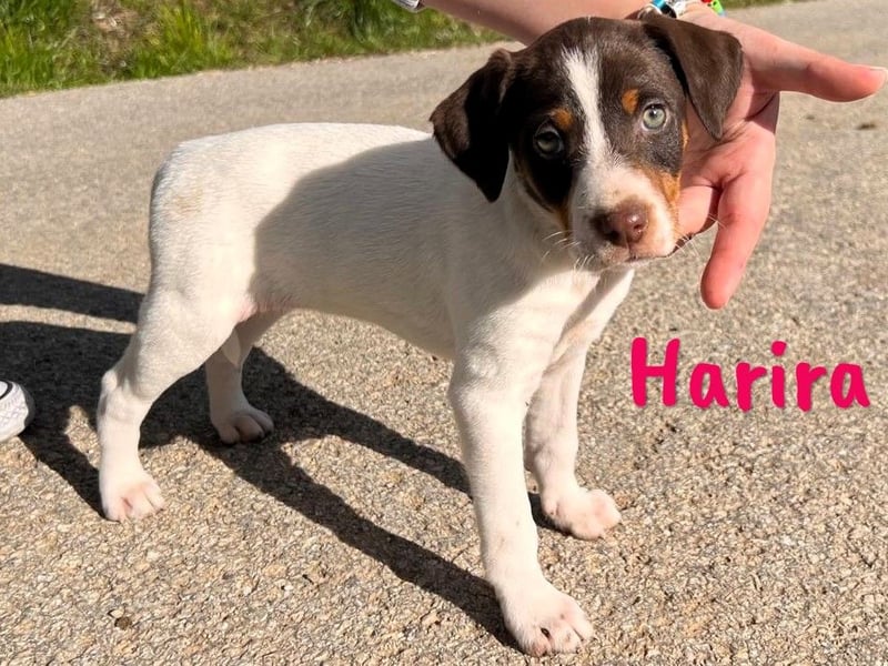 Harira 12/2024 (ESP) - neugierige, süße Bodeguero-Pinscher-Mix Welpin!