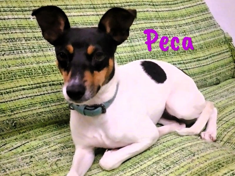 Peca 09/2023 (ESP Pflegestelle) - sanfte und zärtliche, kleine Ratonero Bodeguero Andaluz Hündin!