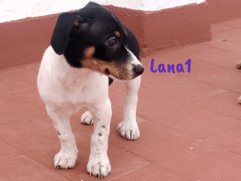 Lana1 geb. 03/2025 (ESP) - verspielte, kleine Bodeguero-Mix Welpin!