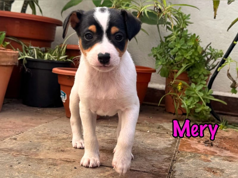 Mery 02/2025 (ESP) - neugierige, kleine Podenco-Bodeguero Mix Welpin!
