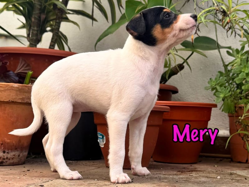 Mery 02/2025 (ESP) - neugierige, kleine Podenco-Bodeguero Mix Welpin!