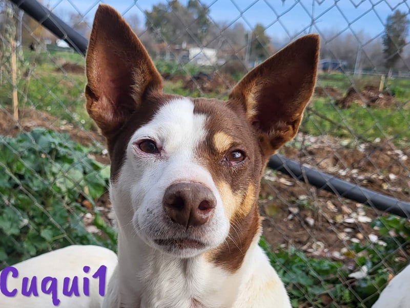 Cuqui1 06/2019 (ESP) - entspannte und liebe kleine Ratonero Bodeguero Andaluz Hündin!