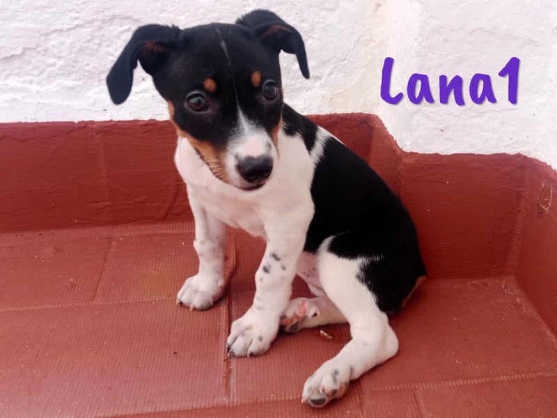 Lana1 geb. 03/2025 (ESP) - verspielte, kleine Bodeguero-Mix Welpin!