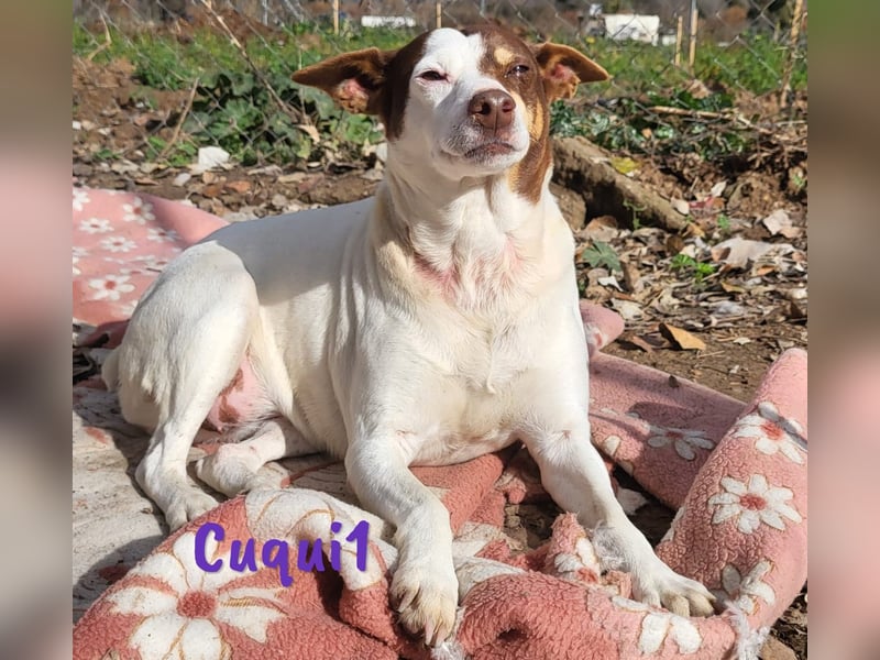 Cuqui1 06/2019 (ESP) - entspannte und liebe kleine Ratonero Bodeguero Andaluz Hündin!