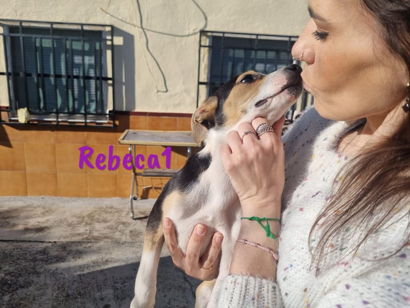 Rebeca1 10/2024 (ESP Pflegestelle) - bezaubernde, wunderschöne kleine Bodeguero-Mix Welpin!