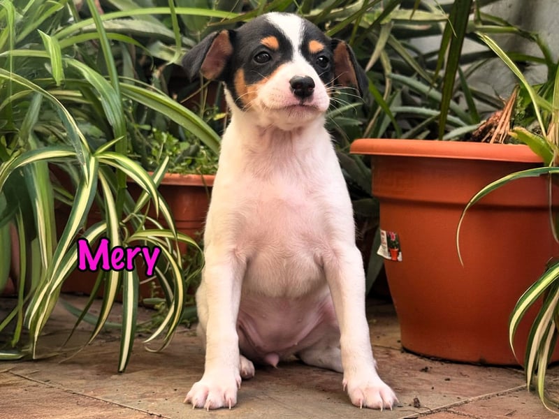 Mery 02/2025 (ESP) - neugierige, kleine Podenco-Bodeguero Mix Welpin!