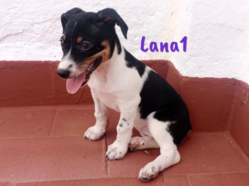 Lana1 geb. 03/2025 (ESP) - verspielte, kleine Bodeguero-Mix Welpin!