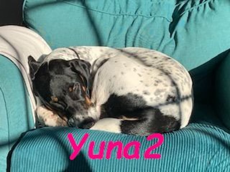 Yuna2 05/2024 (in Deutschland) - menschenbezogene und verschmuste Hündin!