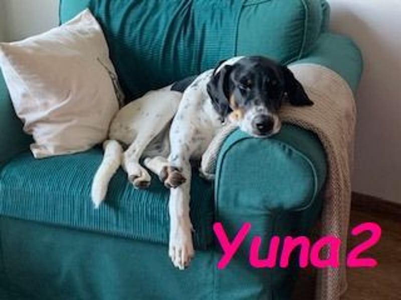Yuna2 05/2024 (in Deutschland) - menschenbezogene und verschmuste Hündin!