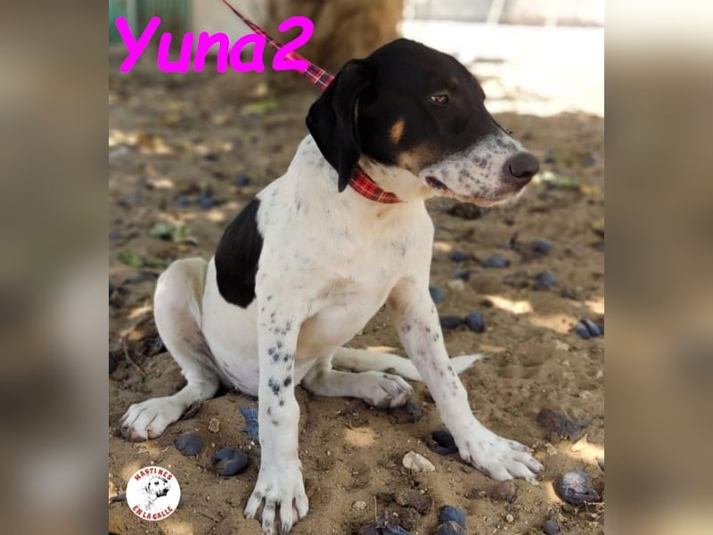Yuna2 05/2024 (in Deutschland) - menschenbezogene und verschmuste Hündin!
