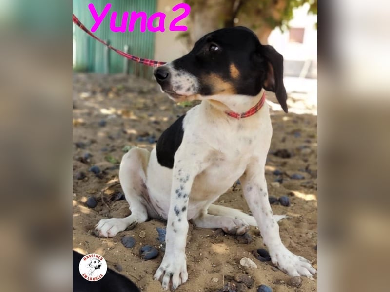 Yuna2 05/2024 (in Deutschland) - menschenbezogene und verschmuste Hündin!