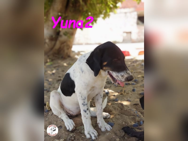 Yuna2 05/2024 (in Deutschland) - menschenbezogene und verschmuste Hündin!